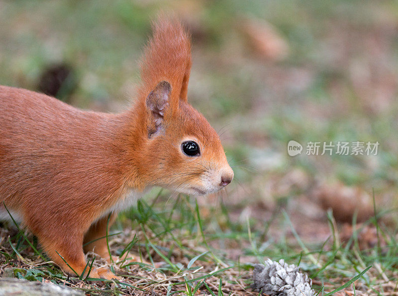 欧亚红松鼠(Sciurus vulgaris)特写